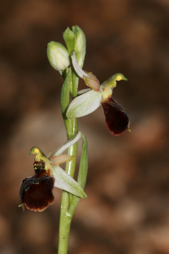 Ophrys praecox o morisii?